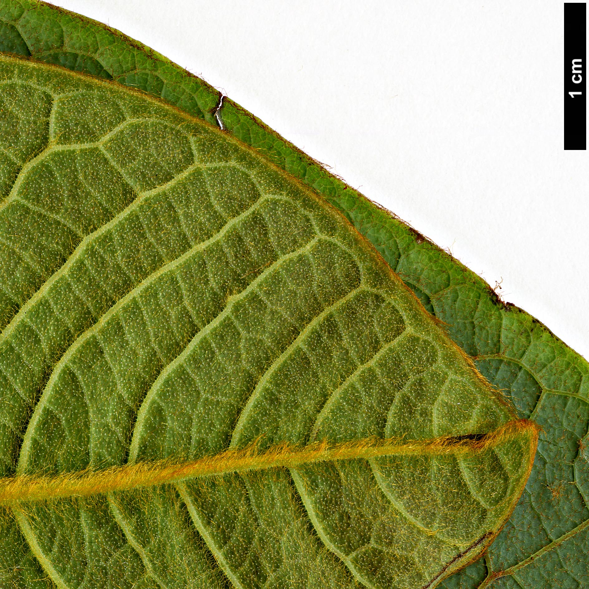 High resolution image: Family: Magnoliaceae - Genus: Magnolia - Taxon: rostrata
